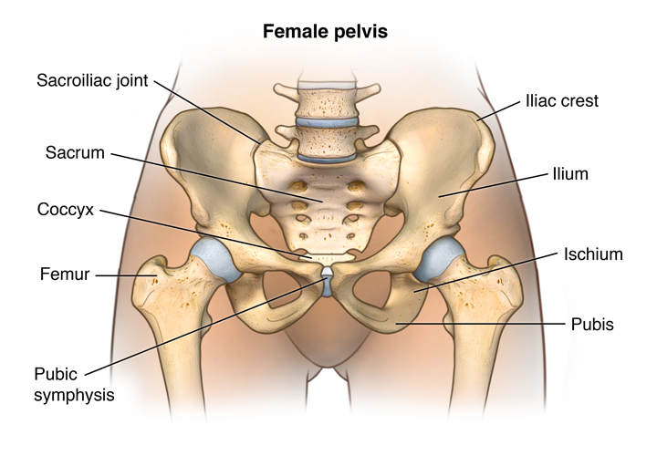 Facts About the Spine, Shoulder, and Pelvis - Stanford Medicine