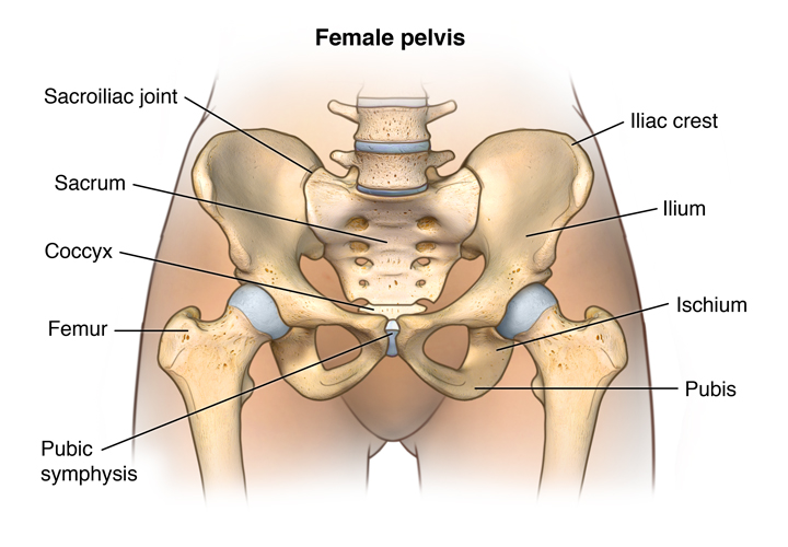 Facts About the Spine, Shoulder, and Pelvis - Stanford Medicine Children's  Health