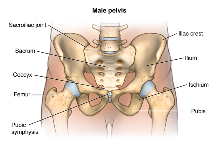 Facts About the Spine, Shoulder, and Pelvis - Stanford Medicine Children's  Health