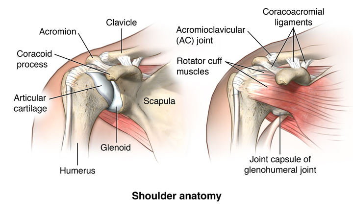 Facts About the Spine, Shoulder, and Pelvis - Stanford Medicine Children's  Health