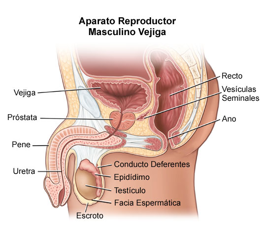 Male Infertility