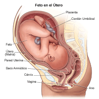 Ilustración de feto en el útero