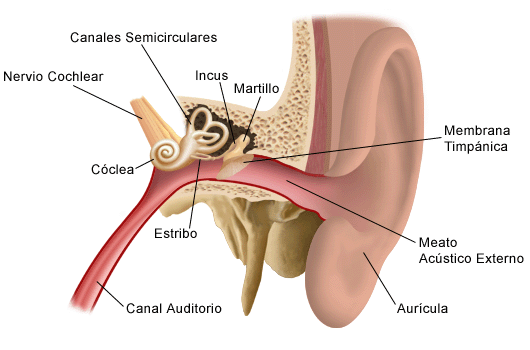 tratar con enfermero estaño Anatomy and Physiology of the Ear