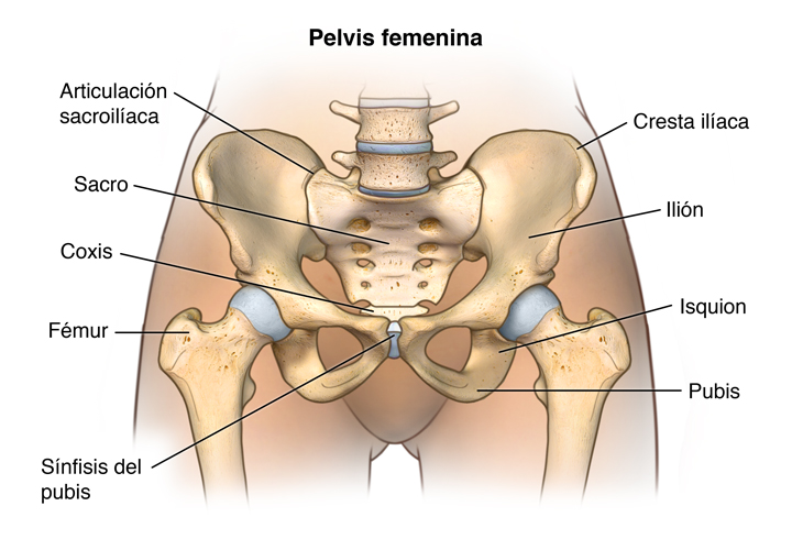 Facts About the Spine, Shoulder, and Pelvis - Stanford Medicine Children's  Health