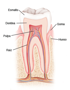 Corte de sección de un diente que muestra esmalte, pulpa, canal radicular, encía y hueso. 