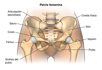 Anatomía de la pelvis femenina