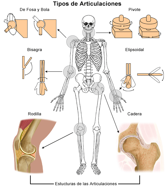 Magnético Cada semana Gobernar Anatomy of a Joint