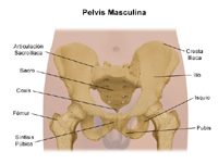 Anatomía de la pelvis maculina