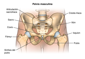 Anatomía de la pelvis masculina