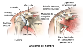 Anatomía del hombro