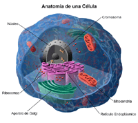 Anatomía de la célula