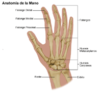Ilustración de la anatomía de la mano