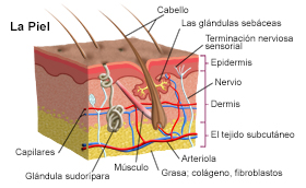 Anatomía de la piel