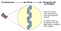 Ilustración genética, cromosoma