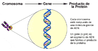 Ilustración genética de un cromosoma