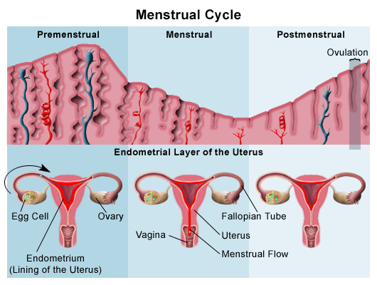 How to bring on a period with pcos — photo 2
