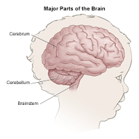 Anatomy of the brain, child