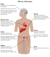 Illustration demonstrating  estrogen