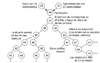 Ilustración genética donde se demuestra una no disyunción en la mitosis