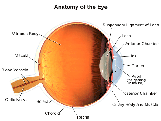 Anatomy Of The Eye