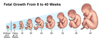 Click Image to Enlarge Illustration demonstrating fetal growth from 8 to 40 weeks