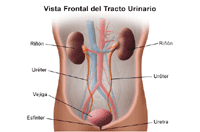 Haga clic en la imagen para agrandar Ilustración de la anatomía del sistema urinario, vista frontal