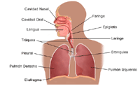 Click Image to Enlarge Dibujo de la anatomía del aparato respiratorio de un adulto