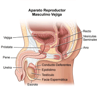Haga clic en la imagen para agrandar Dibujo de la anatomía del aparato reproductor masculino