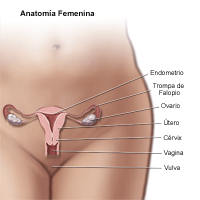 Haga clic en la imagen para agrandar Anatomía del área pélvica femenina