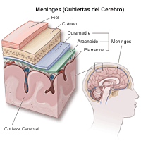 Haga clic en la imagen para agrandarla Ilustración de las meninges