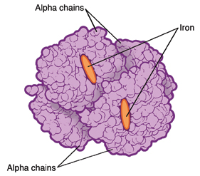 Hemoglobin affected by beta thalassemia. Structure of hemoglobin molecule with beta thalassemia.