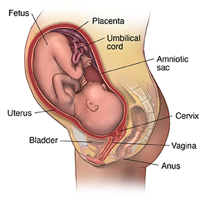 Normal pregnancy. Side view cross section of woman's pelvis with fetus in uterus.