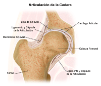 Haga clic en la imagen para ampliarla. Anatomía de la articulación de la cadera
