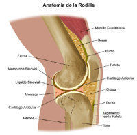 Haga clic en la imagen para agrandarla Anatomía de la articulación de la rodilla