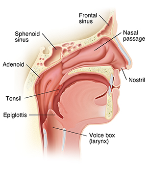 Side view. Cross section of head showing normal nose, throat, and sinus anatomy.