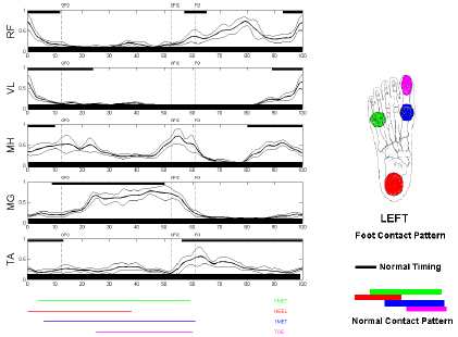 EMG provides information about how the muscles work while walking