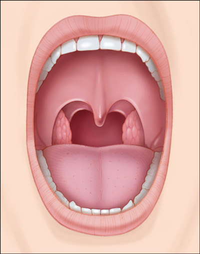 Image drawing of normal tonsils