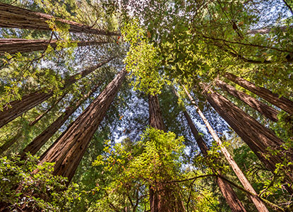 Trees and sky