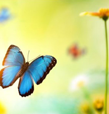 Blue flower